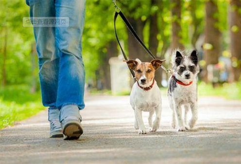 新潮鍾點工收入超白領：狗“保姆”陪狗散步